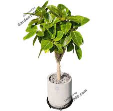 Mua cây cảnh tại Korea